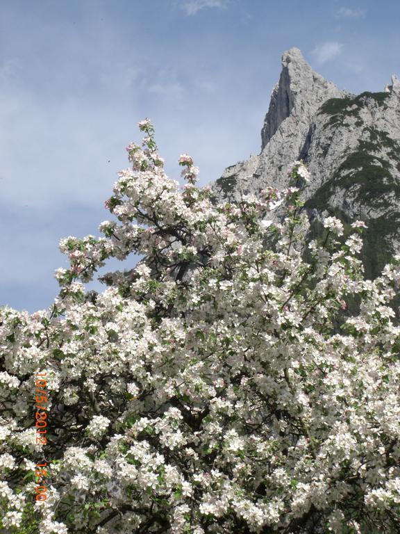 Almroeserl Mittenwald Extérieur photo